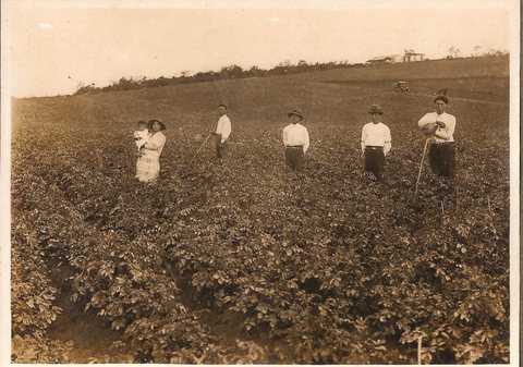 Plantação de Batatas - Matsumura (1936)