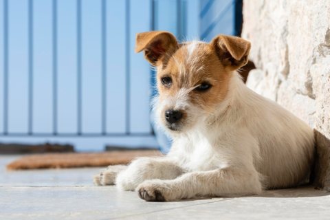 Quem deixar o animal de estimação sem cuidados básicos por mais de 36 horas poderá ser multado